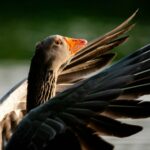 a large bird with its wings spread out