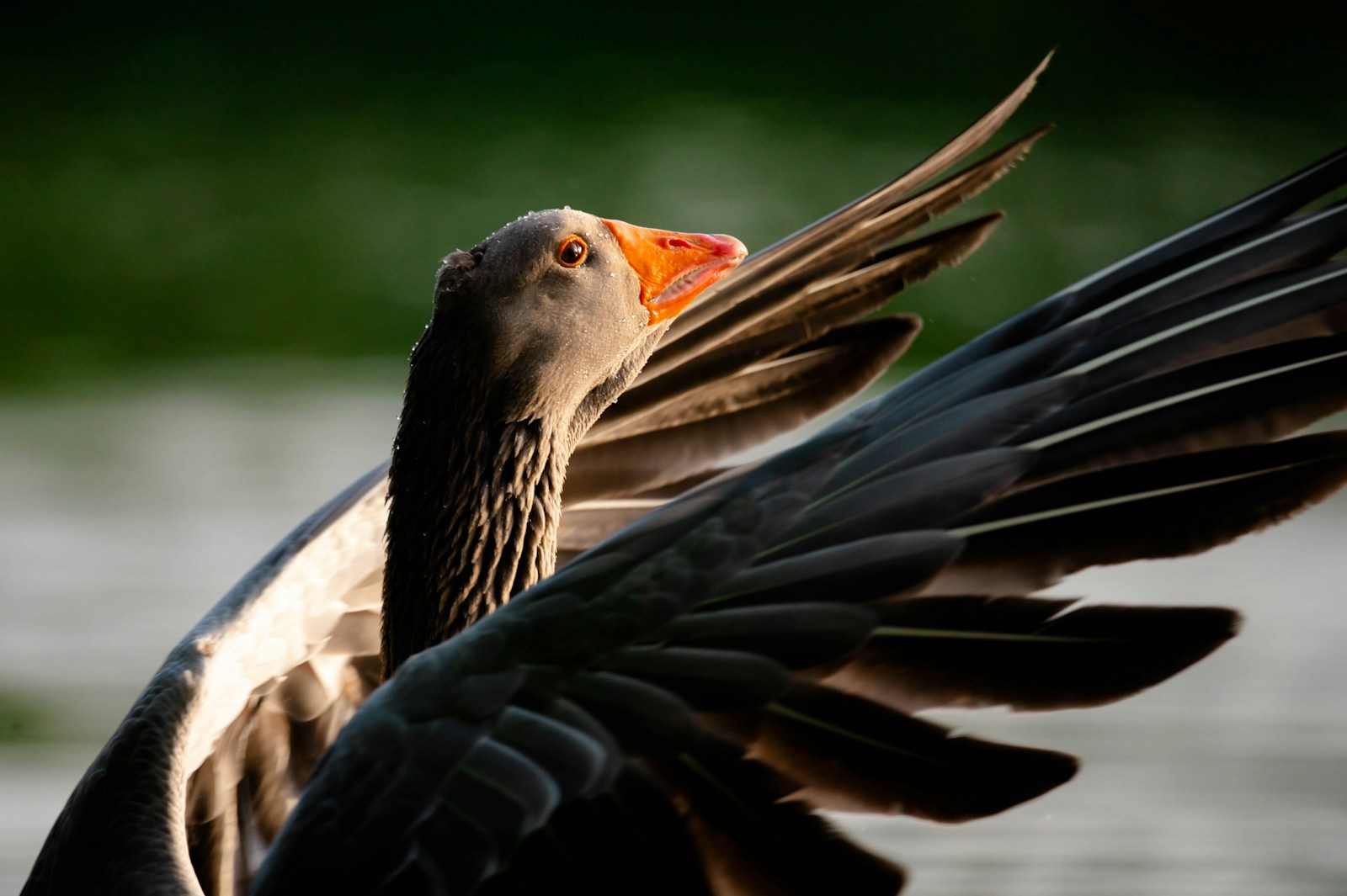 a large bird with its wings spread out